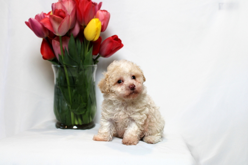 puppy, for, sale, Toy Poodle , Matthew B. Stoltzfus, dog, breeder, Gap, PA, dog-breeder, puppy-for-sale, forsale, nearby, find, puppyfind, locator, puppylocator, aca
